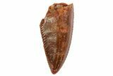 Serrated, Raptor Tooth - Real Dinosaur Tooth #80069-1